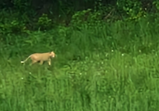 Ascoli Piceno - Paura a Mozzano: incontro ravvicinato con un grosso felino